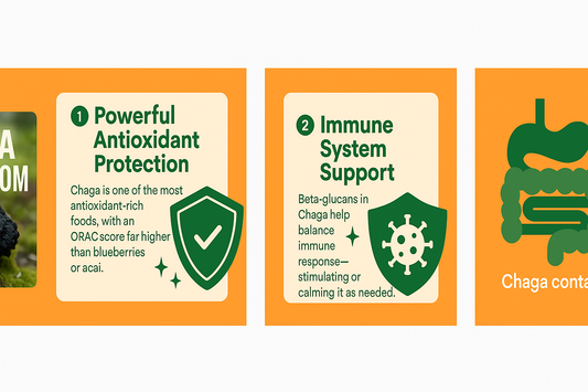 Unlocking the Power of Chaga Mushrooms: Nature’s Antioxidant Superfood