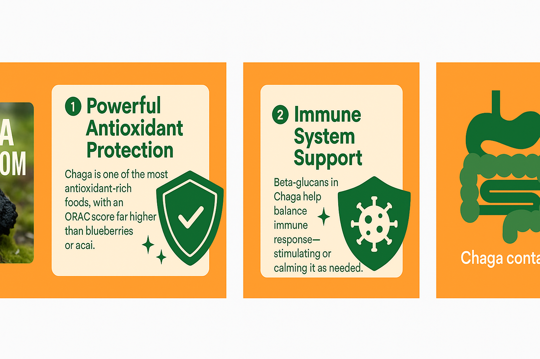 Unlocking the Power of Chaga Mushrooms: Nature’s Antioxidant Superfood