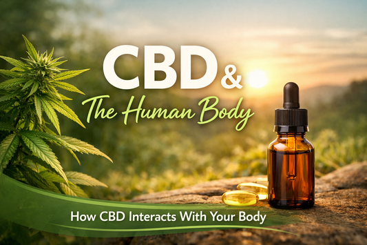 CBD and How It Interacts With the Human Body